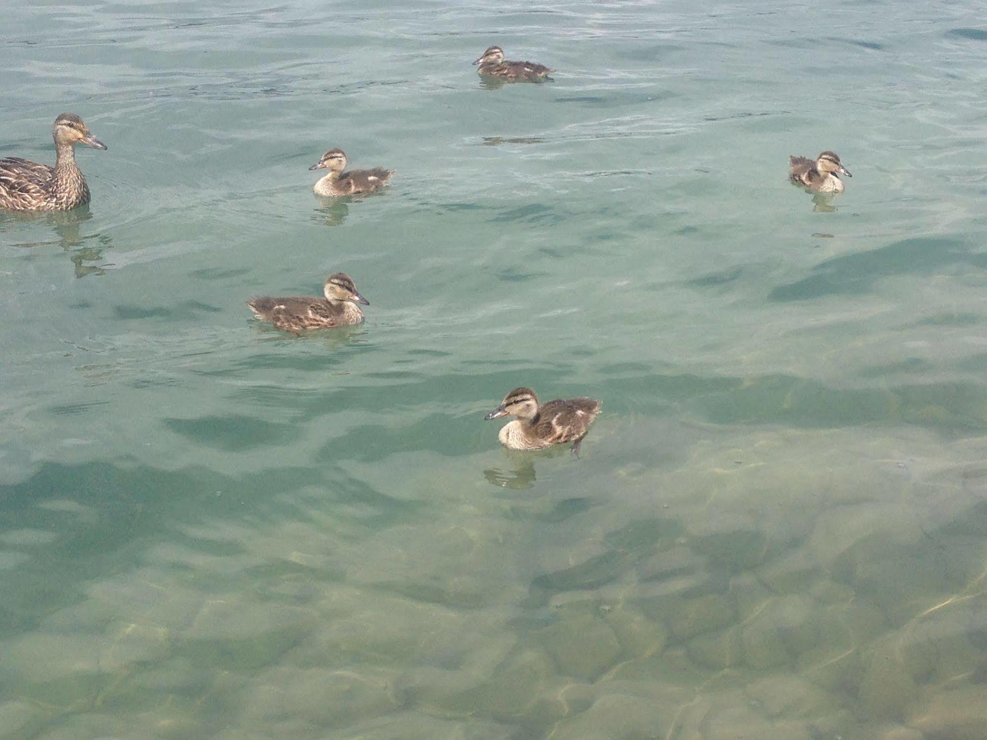 N' This On The Bay -Vacation Suite Wiarton Dış mekan fotoğraf